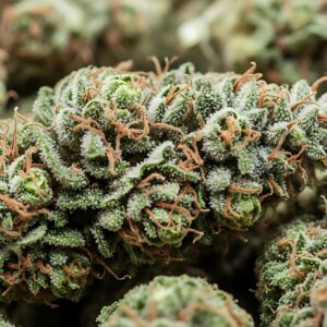 indica vs sativa vs hybrid